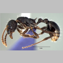 Myrmica curvispinosa Bharti, 2013 lateral