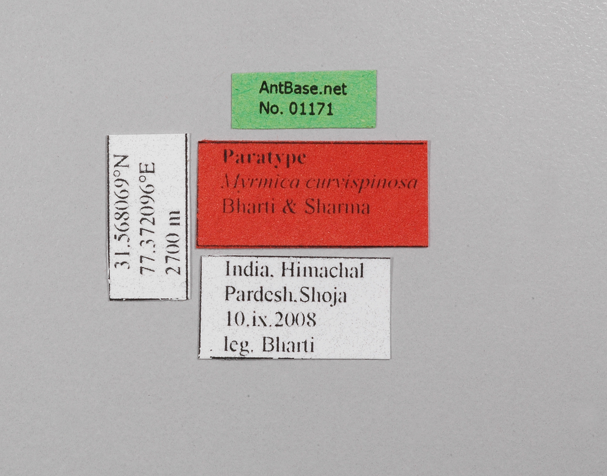 Myrmica curvispinosa queen label