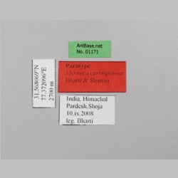 Myrmica curvispinosa queen Bharti, 2013 label