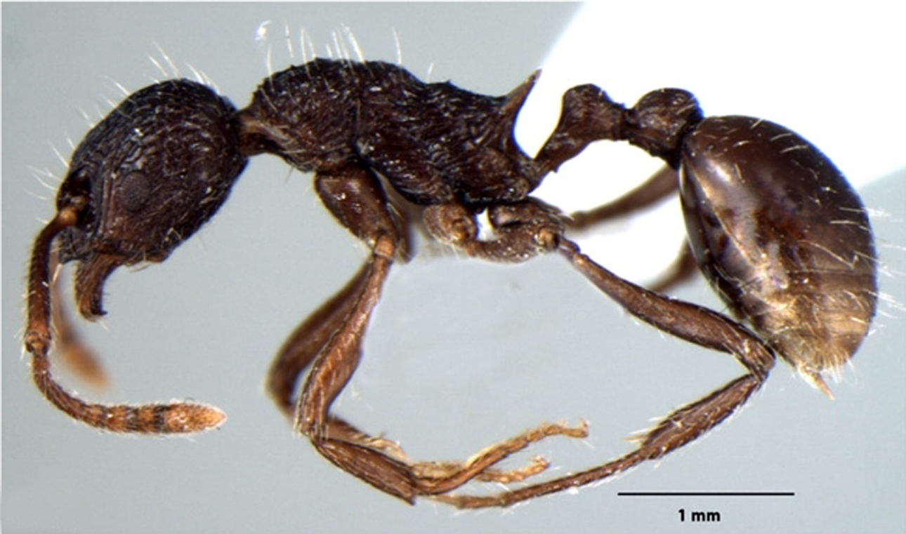 Myrmica kothiensis lateral