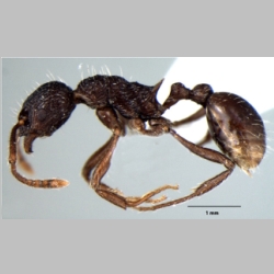 Myrmica kothiensis Bharti, 2013 lateral