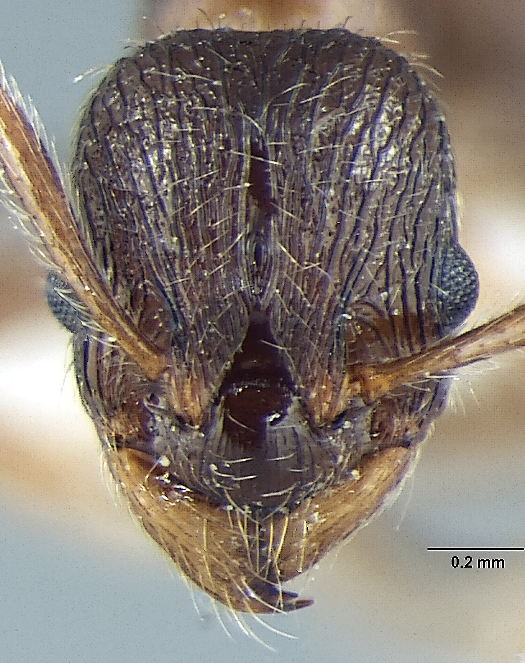 Myrmica pseudorugosa frontal