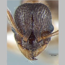 Myrmica pseudorugosa Bharti, 2012 frontal