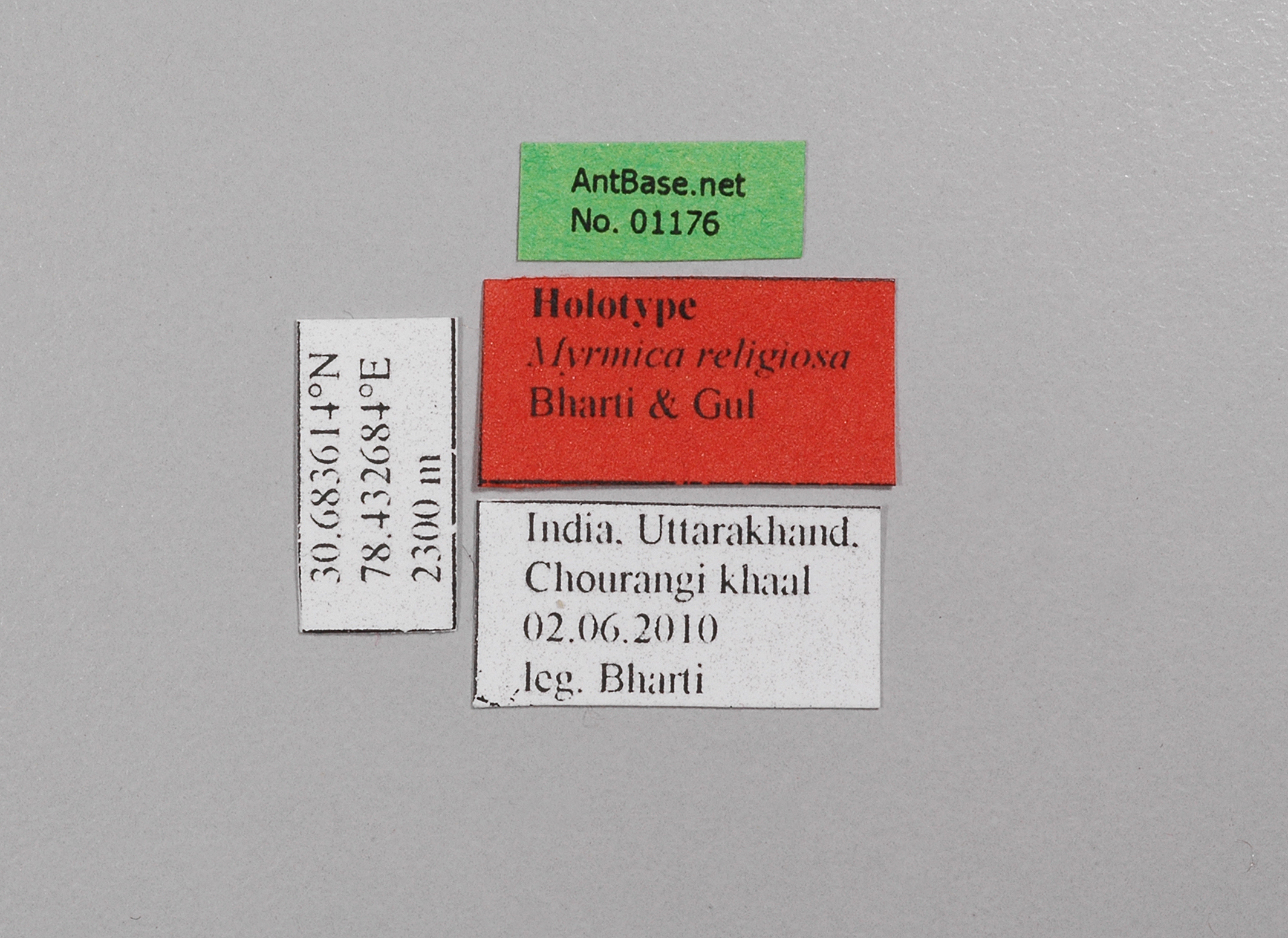 Myrmica religiosa label