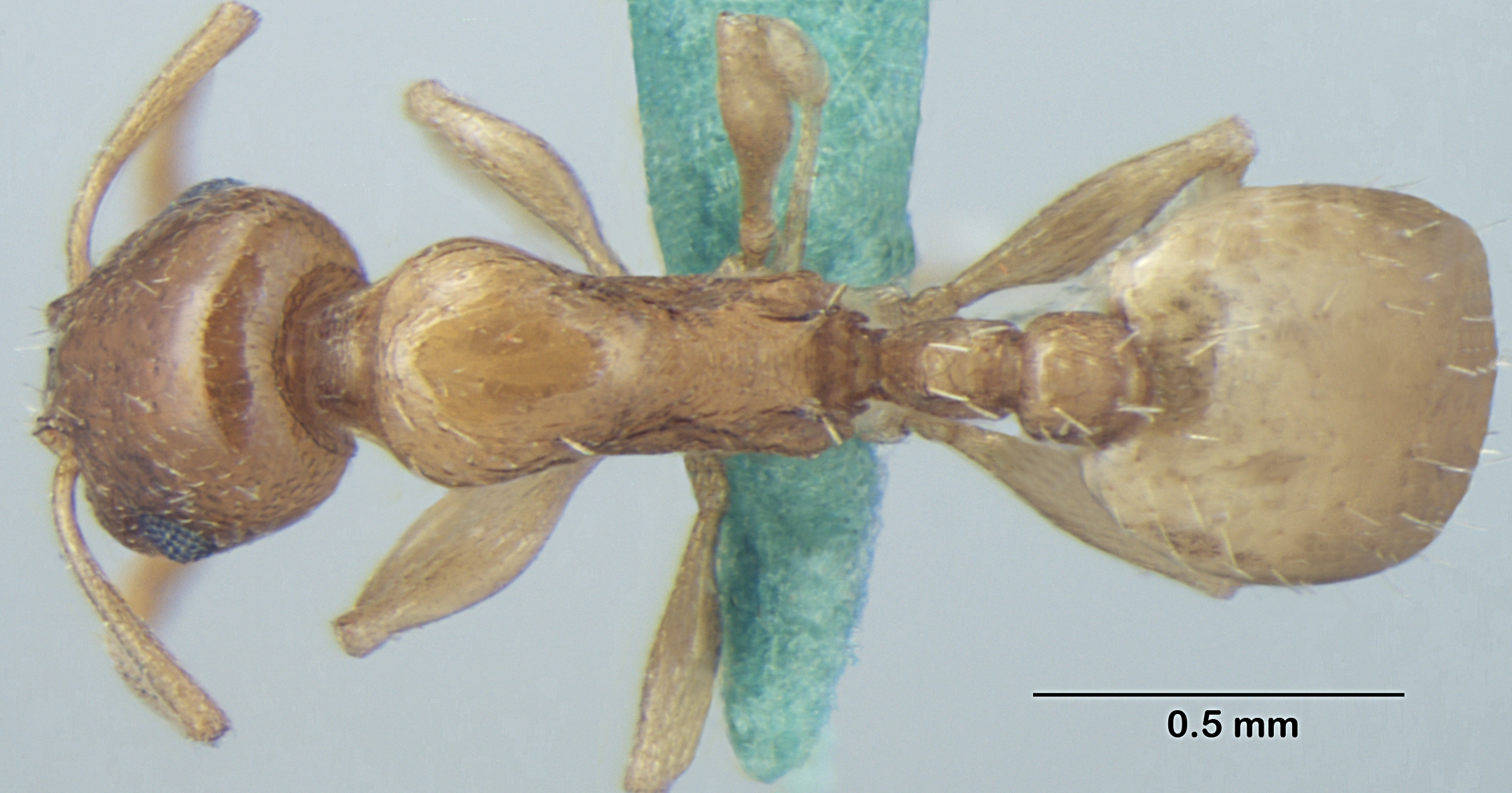 Temnothorax himachalensis dorsal