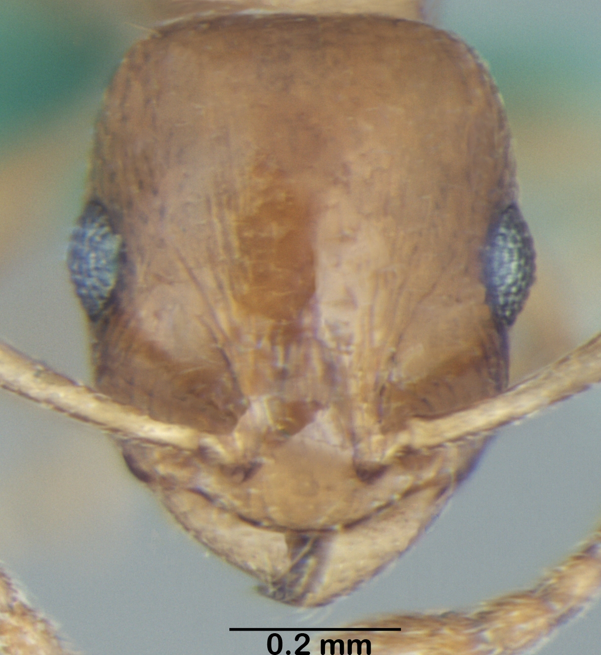 Temnothorax himachalensis frontal