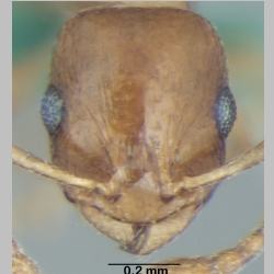 Temnothorax himachalensis Bharti, 2012 frontal