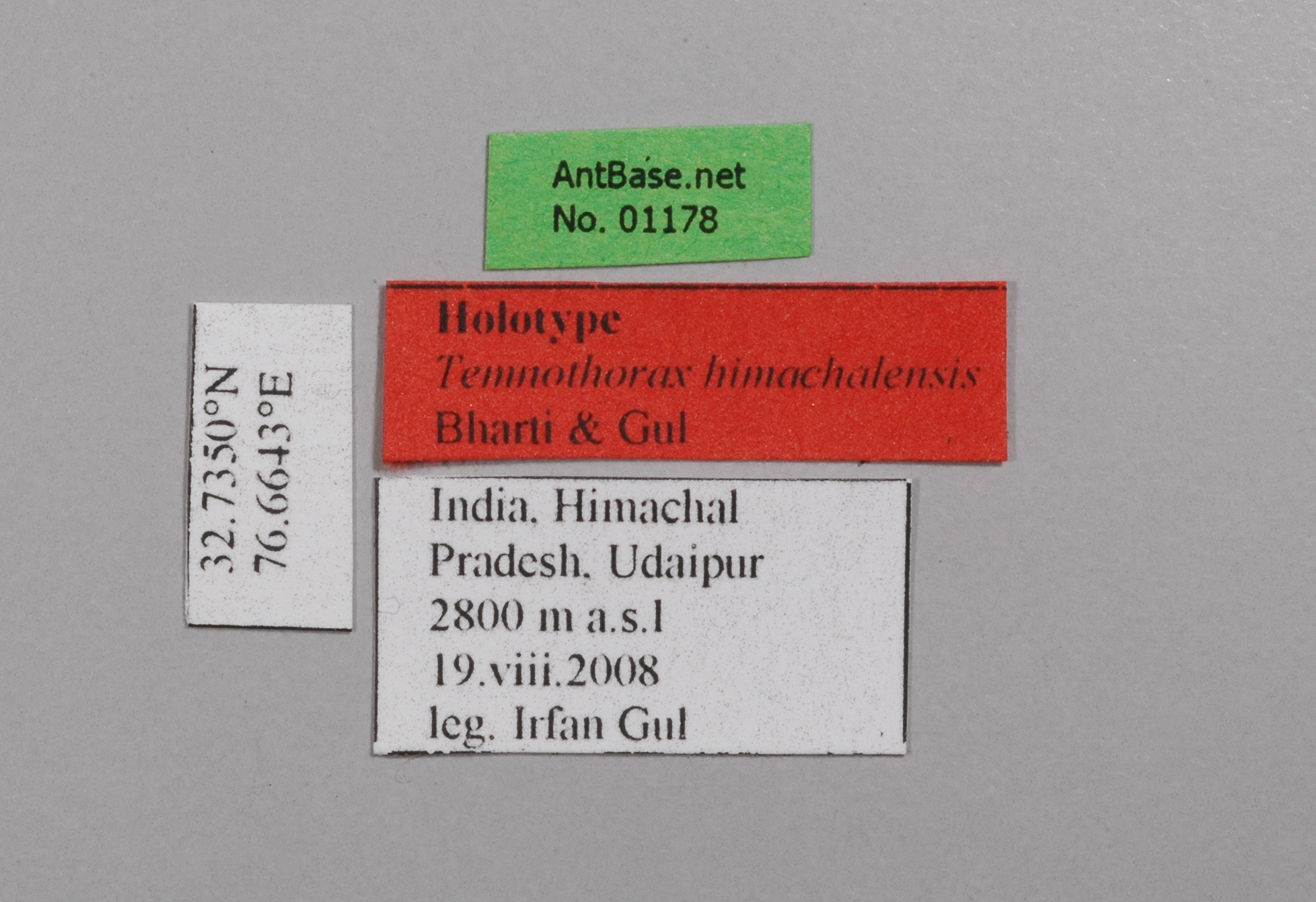 Temnothorax himachalensis label