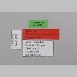 Temnothorax himachalensis Bharti, 2012 label