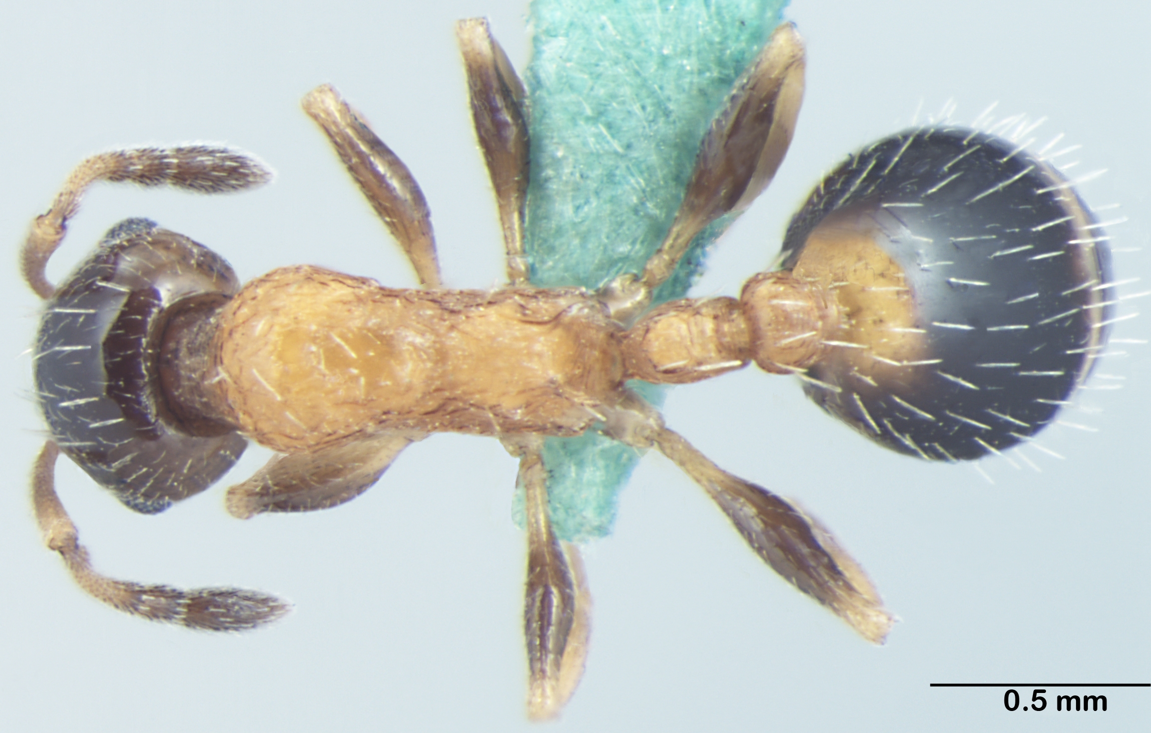 Temnothorax kashmirensis dorsal