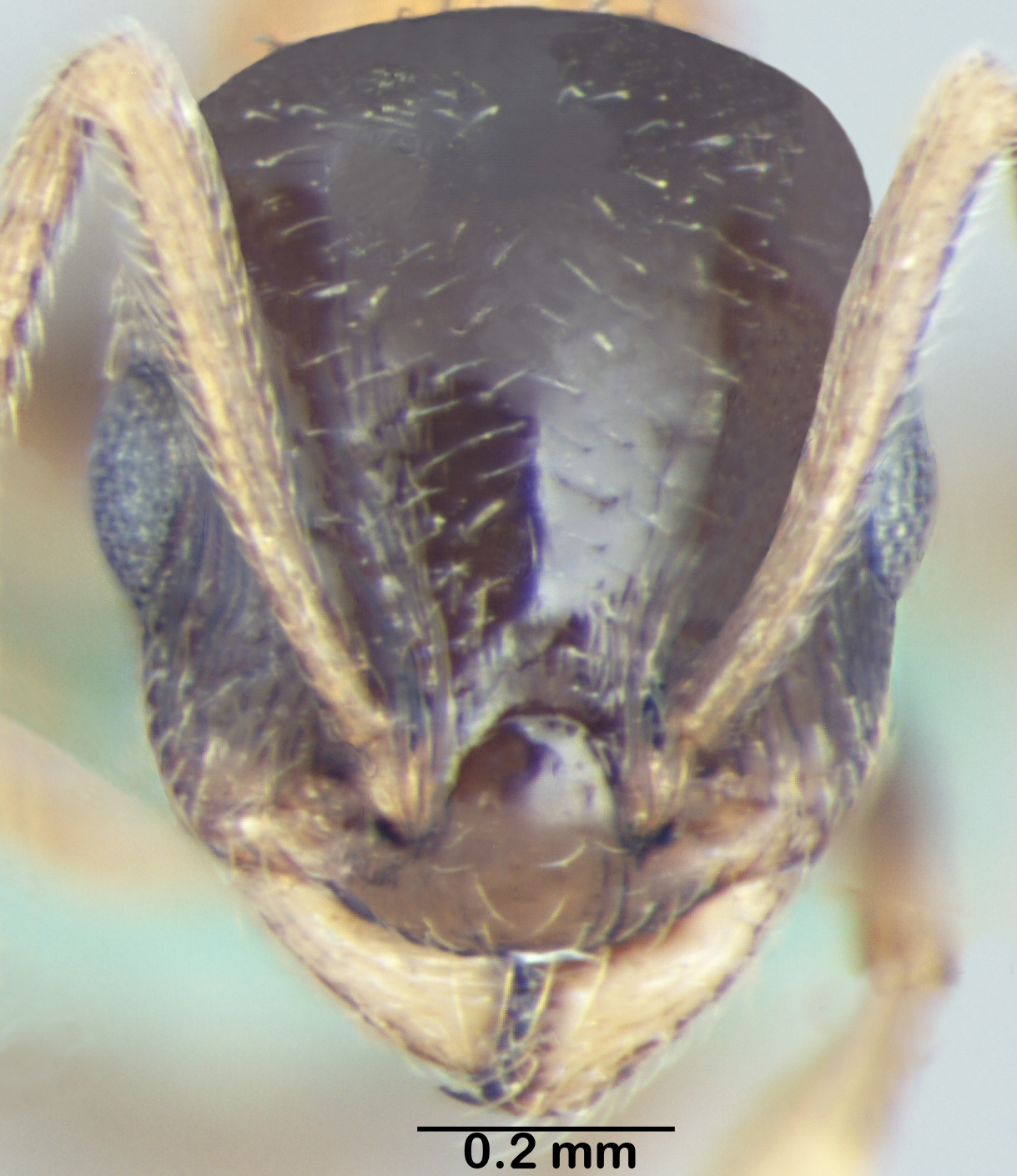 Temnothorax kashmirensis frontal