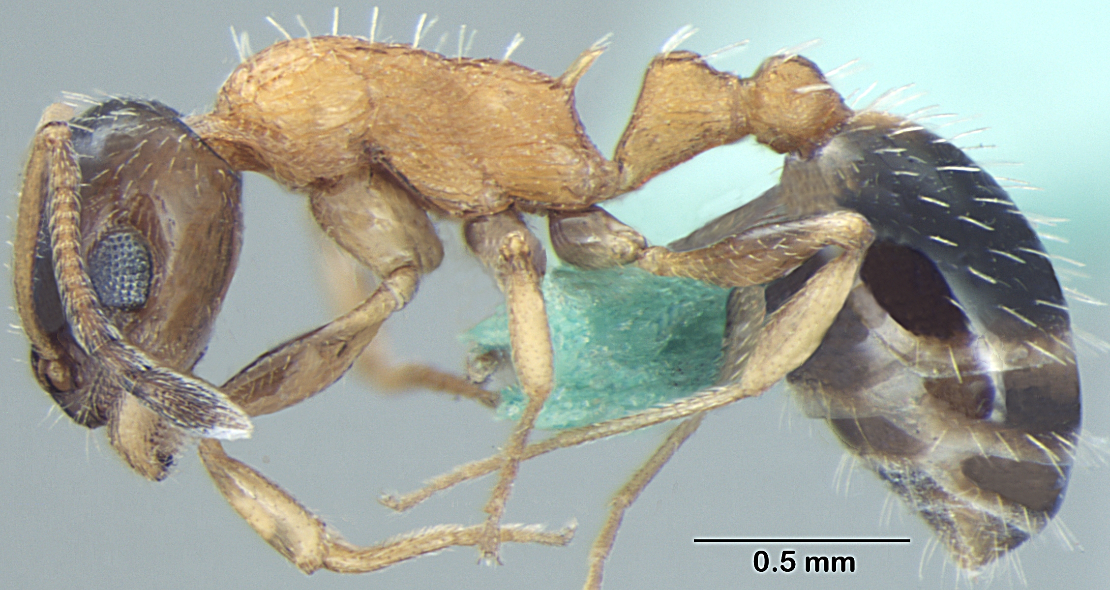 Temnothorax kashmirensis lateral