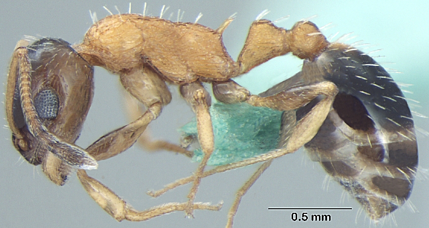 Temnothorax kashmirensis lateral