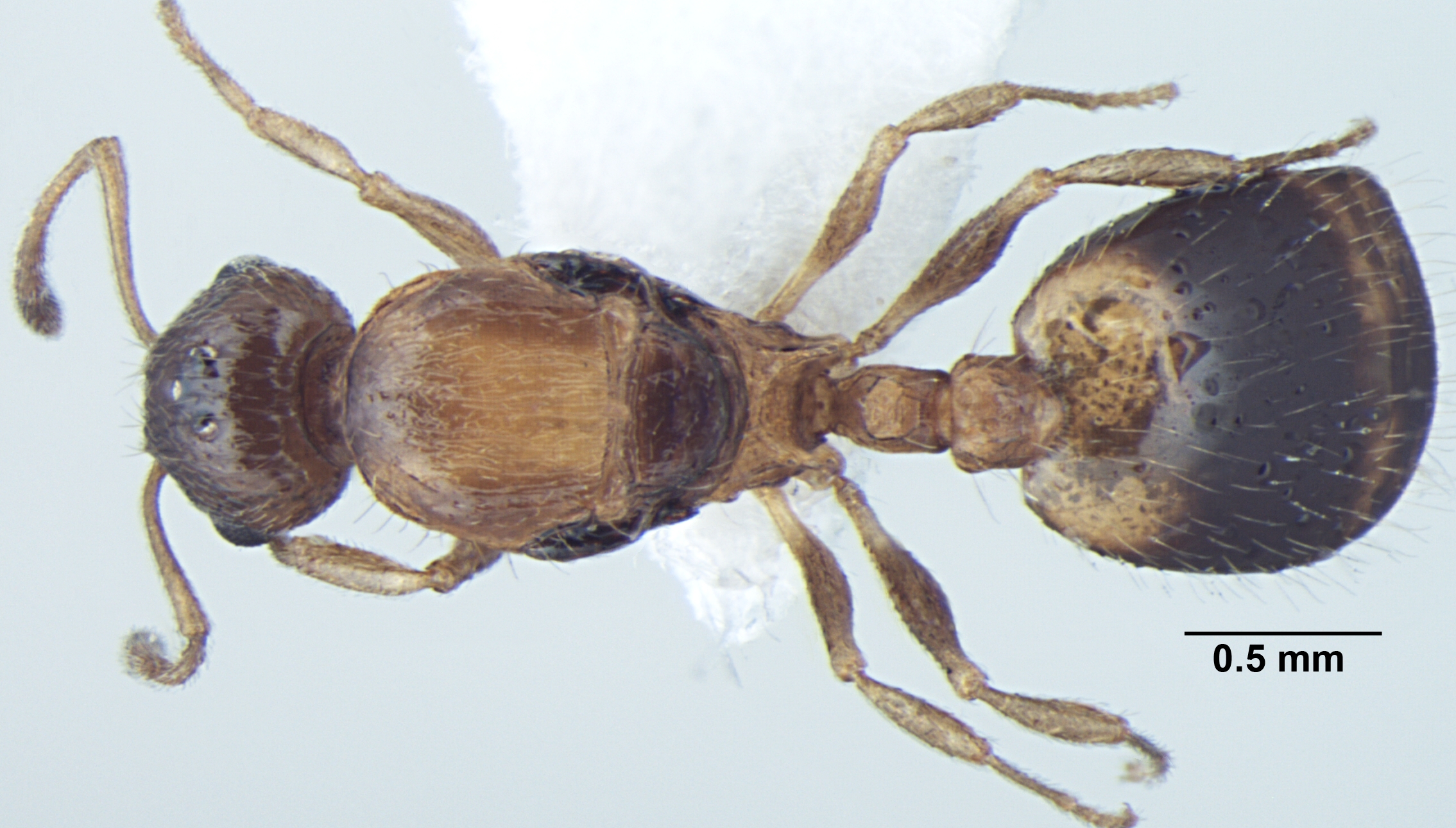 Temnothorax kashmirensis queen dorsal