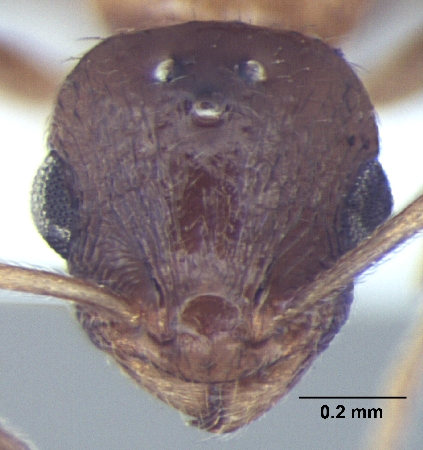 Temnothorax kashmirensis queen frontal