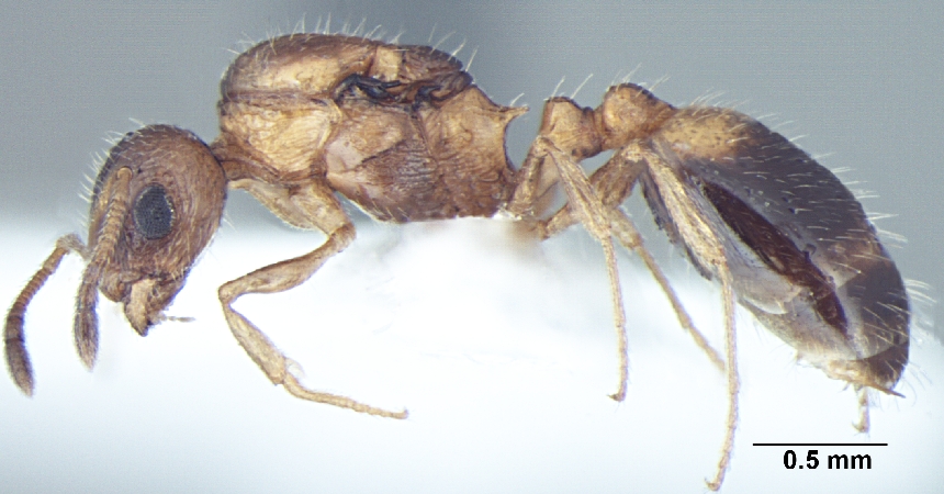 Temnothorax kashmirensis queen lateral