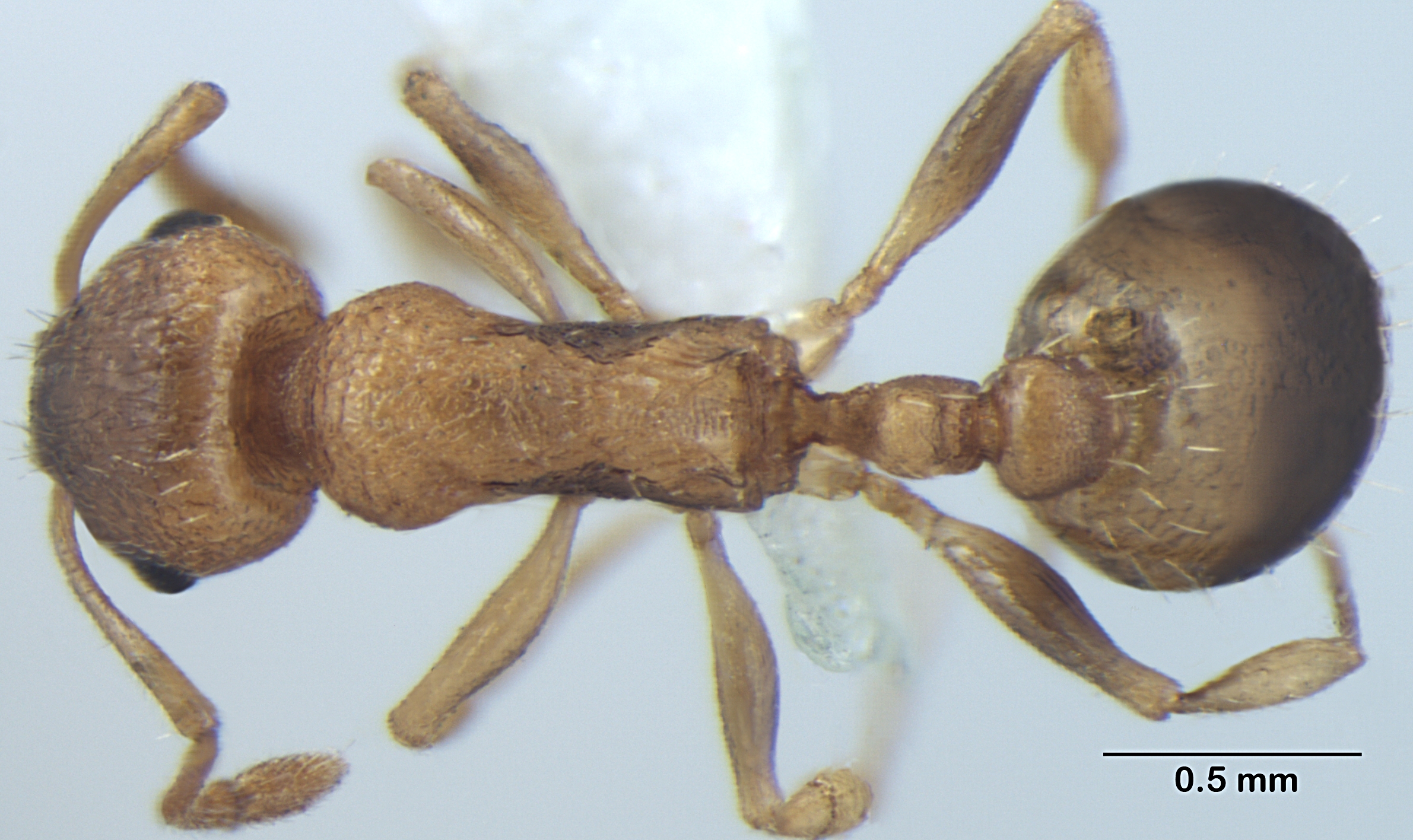 Temnothorax microreticulatus dorsal