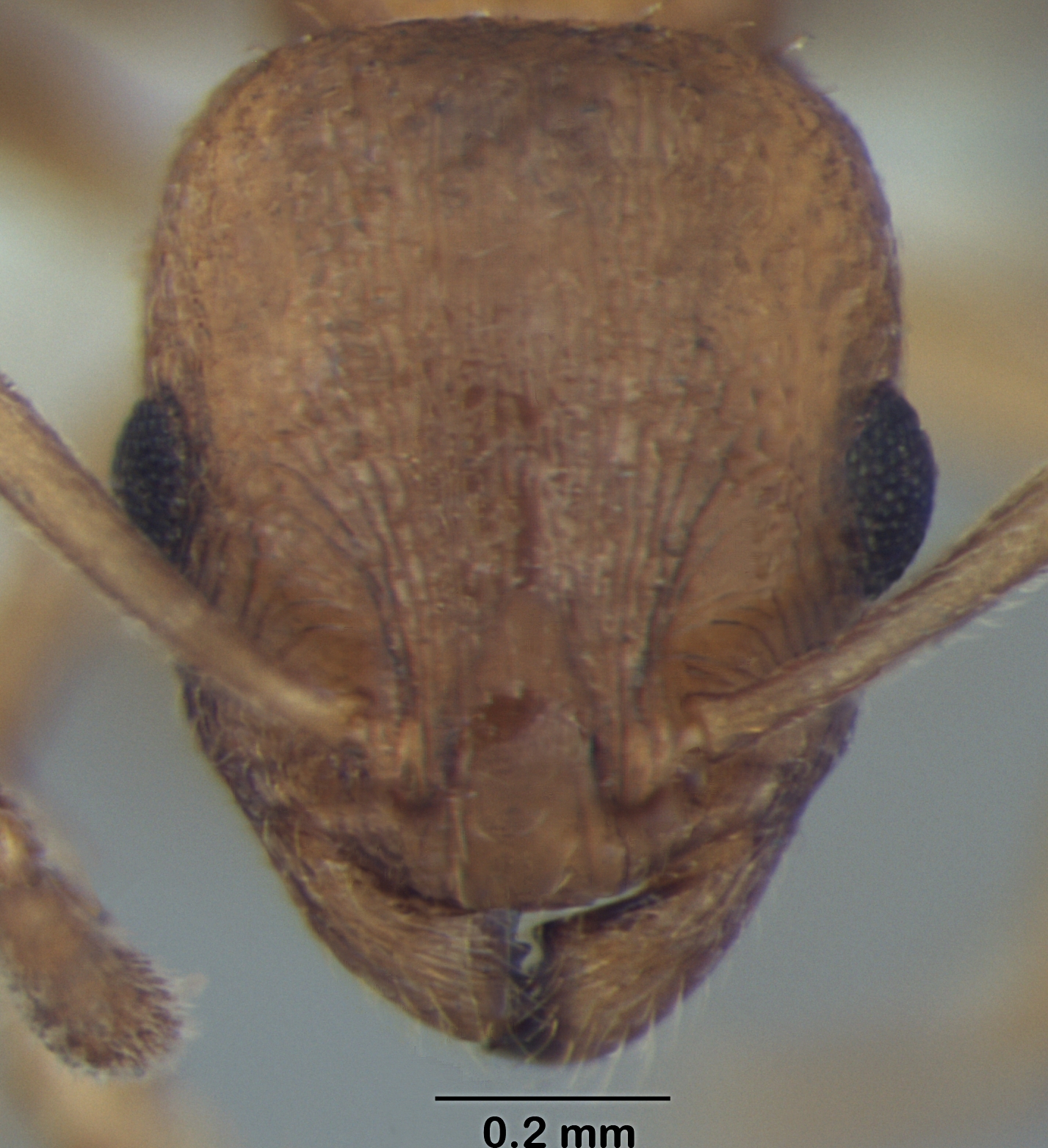 Temnothorax microreticulatus frontal