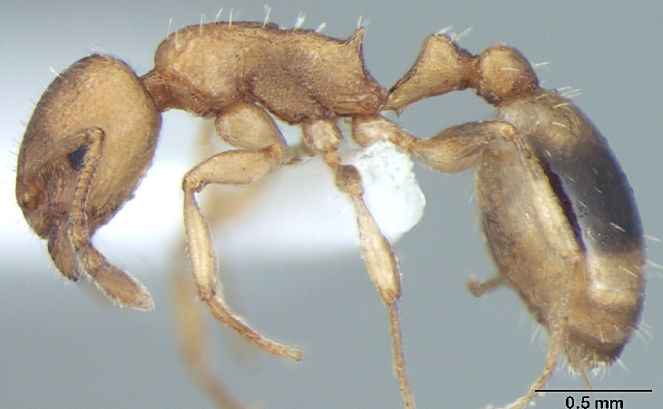 Temnothorax microreticulatus lateral