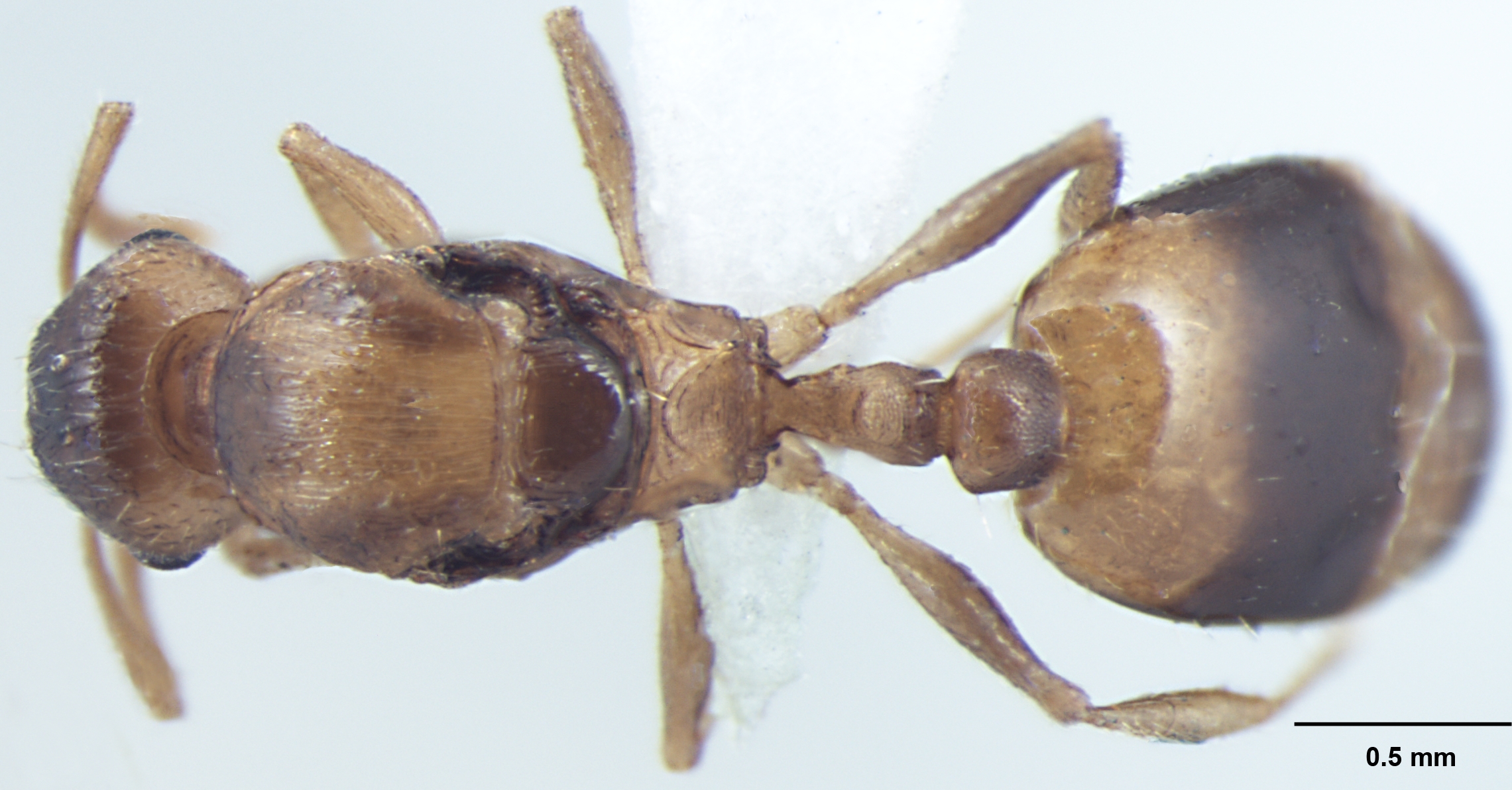 Temnothorax microreticulatus queen dorsal