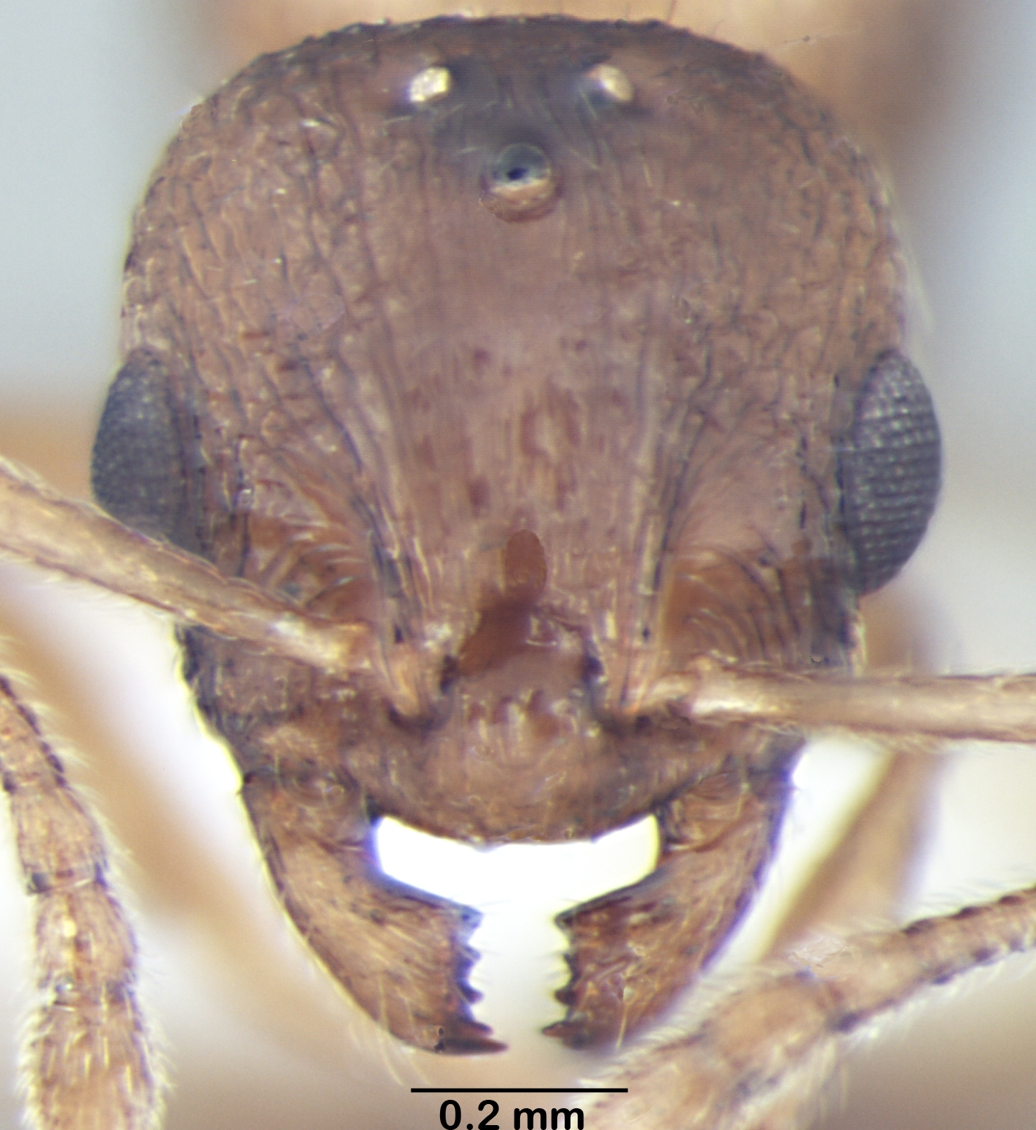 Temnothorax microreticulatus queen frontal