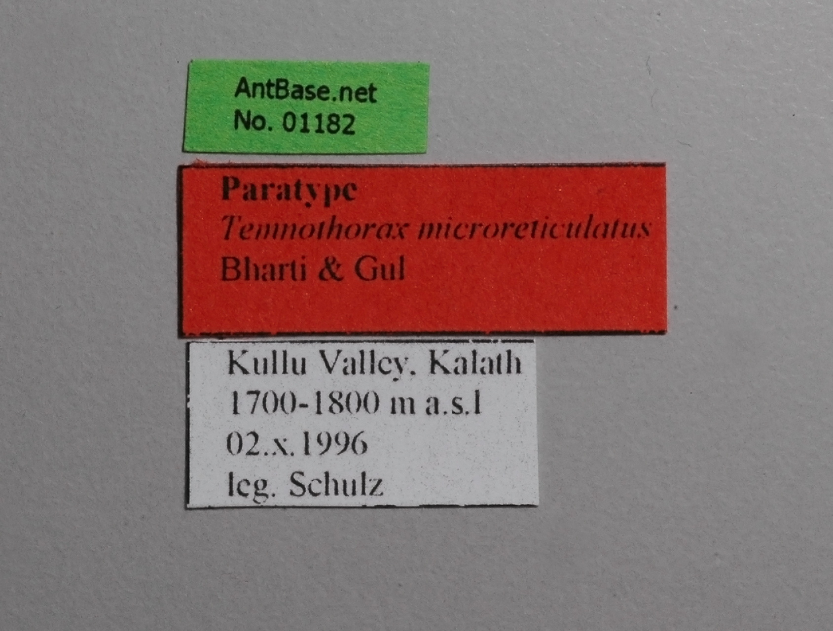 Temnothorax microreticulatus queen label