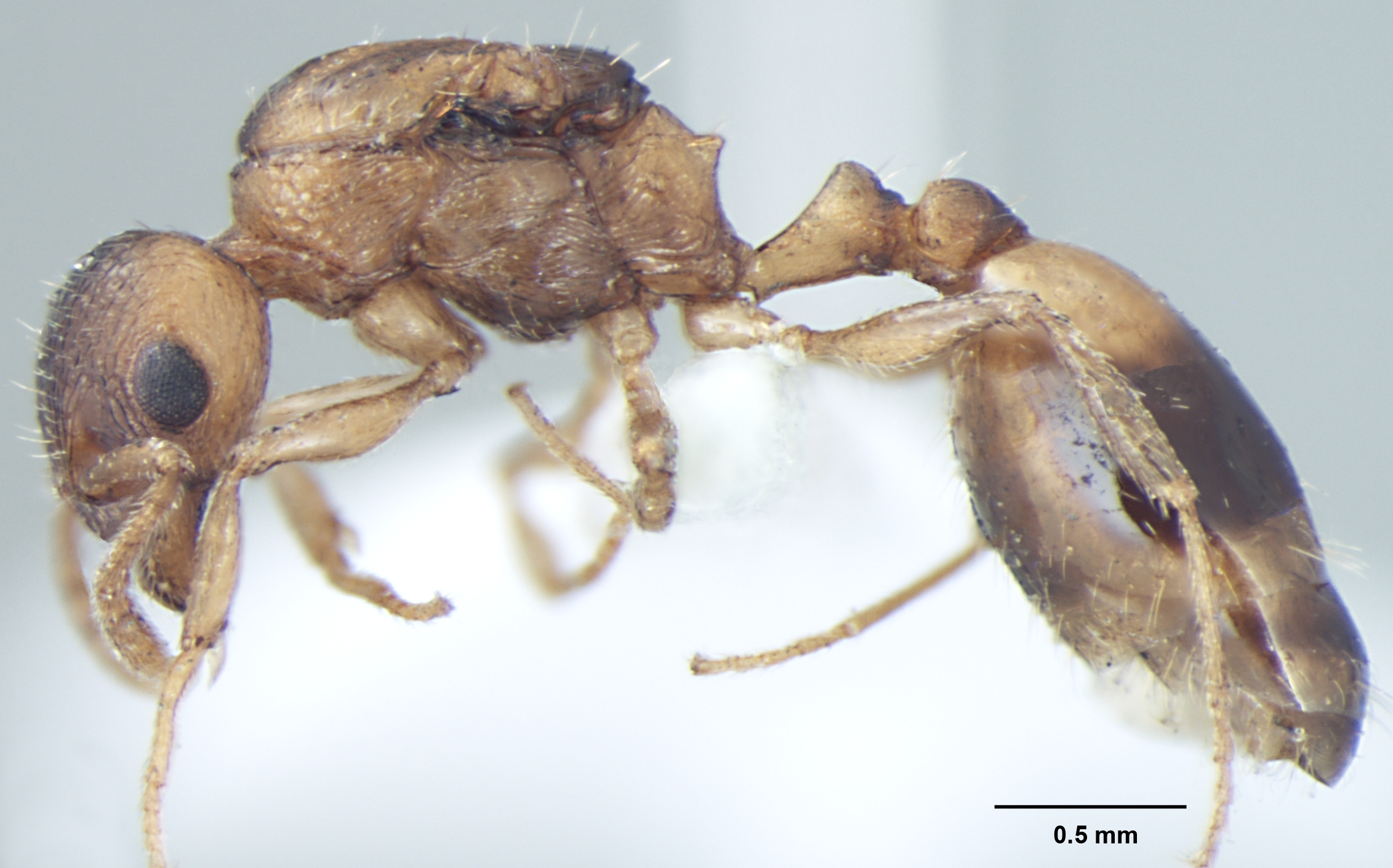 Temnothorax microreticulatus queen lateral