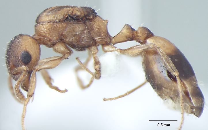 Temnothorax microreticulatus queen lateral