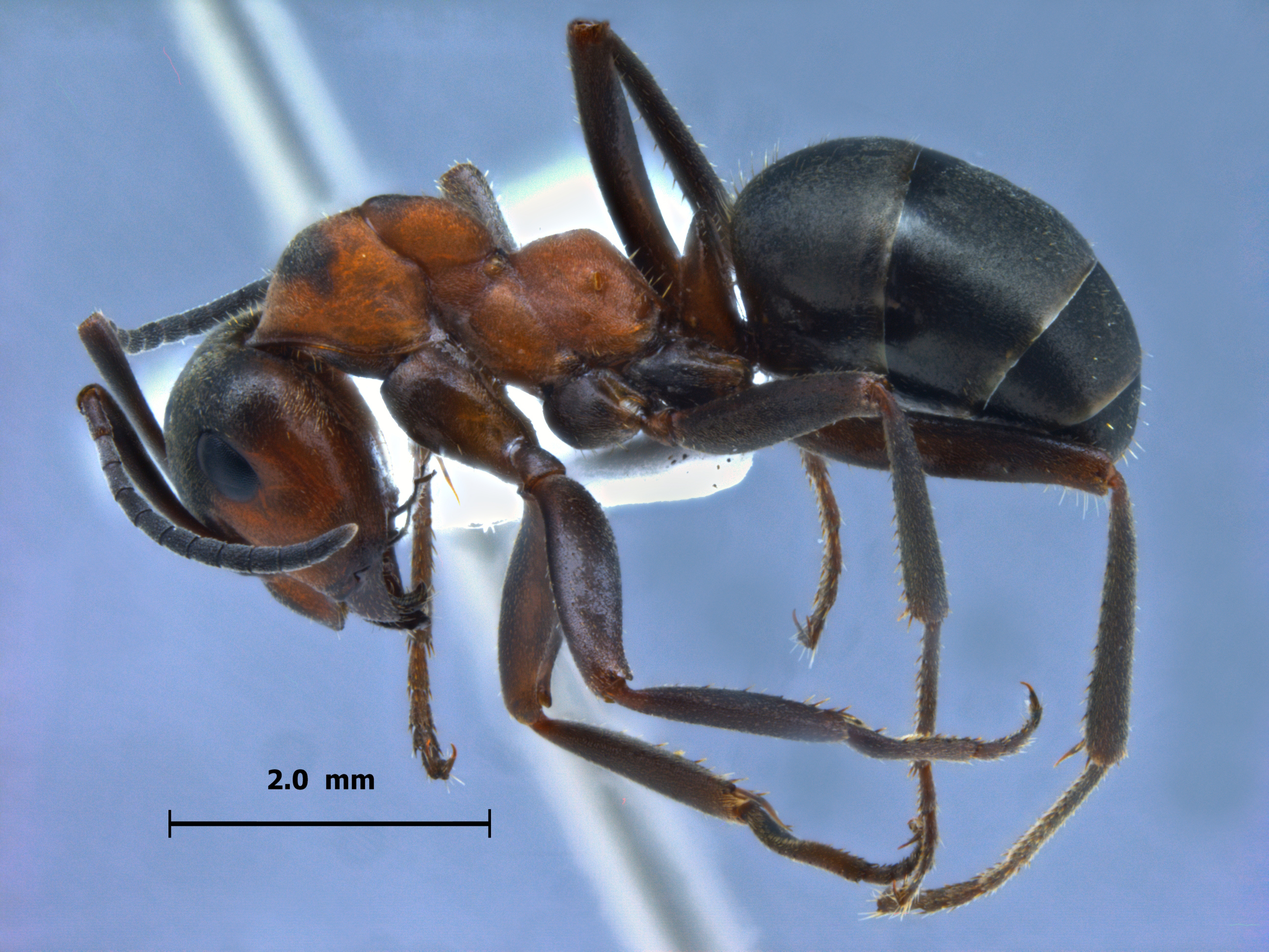 Formica lugubris lateral