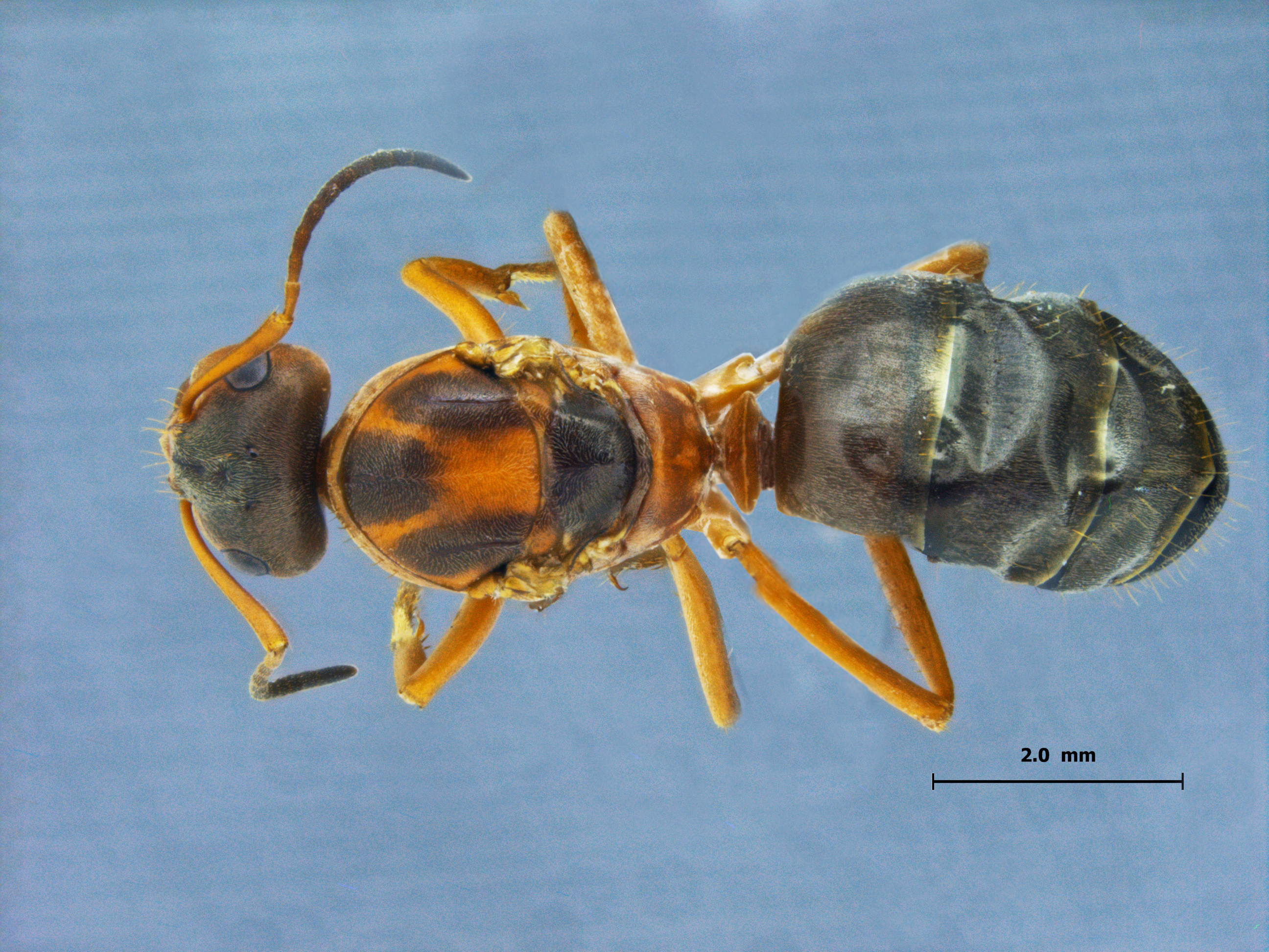 Lasius gebaueri dorsal