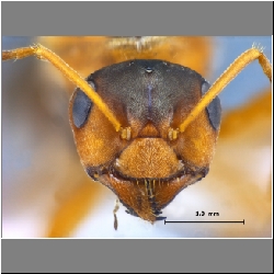 Lasius gebaueri Seifert, 1992 frontal