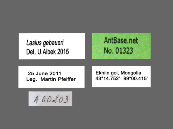 Lasius gebaueri label