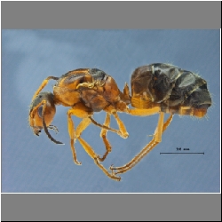 Lasius gebaueri Seifert, 1992 lateral