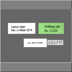 Lasius niger Linnaeus, 1758  label
