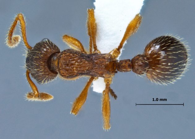 Myrmica angulinodis dorsal