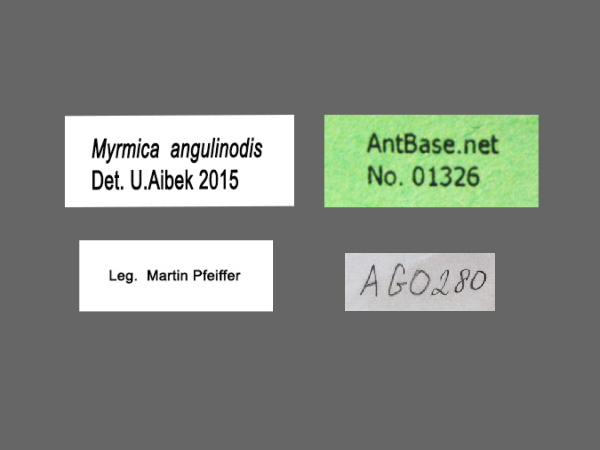 Myrmica angulinodis label