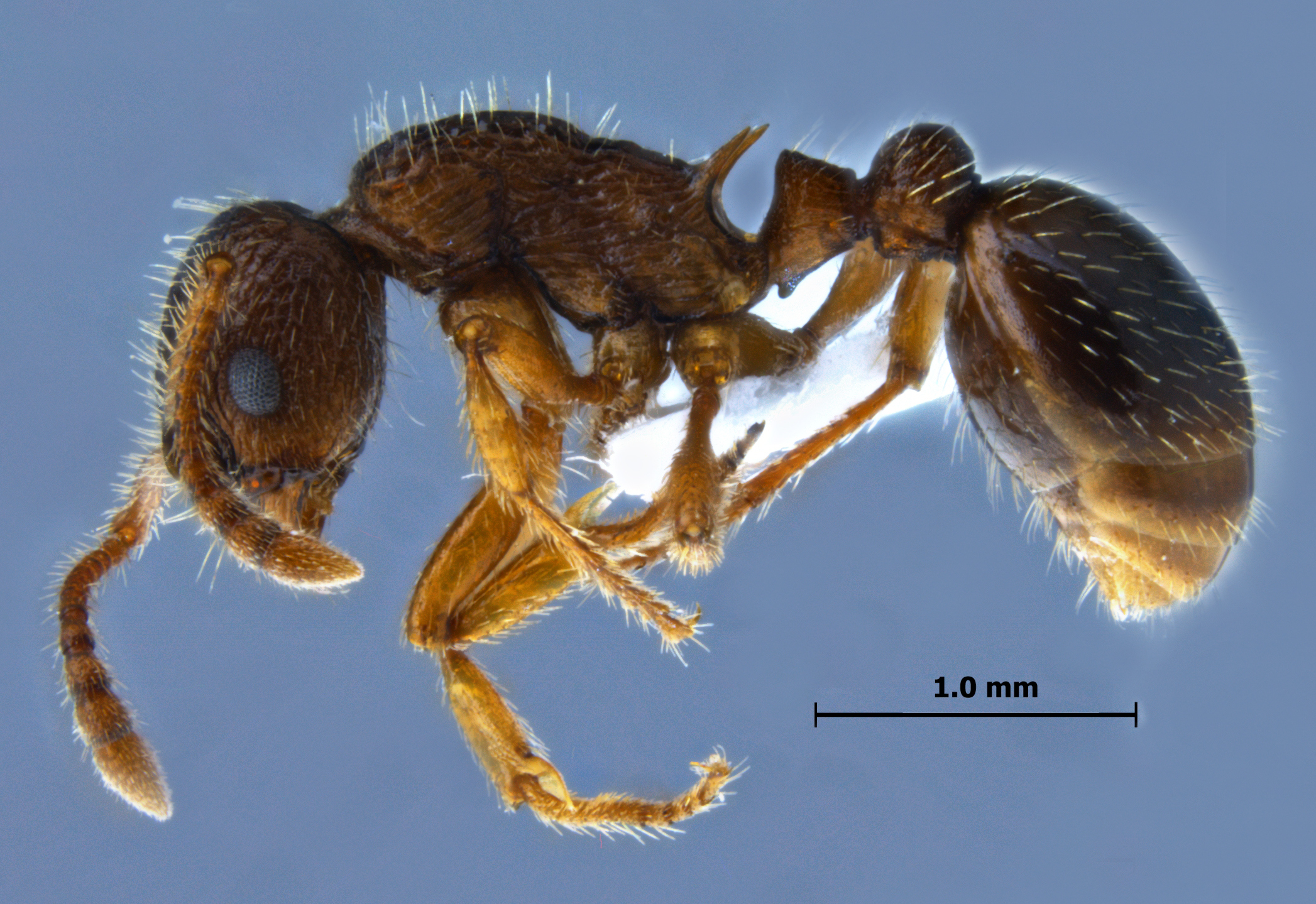 Myrmica angulinodis lateral