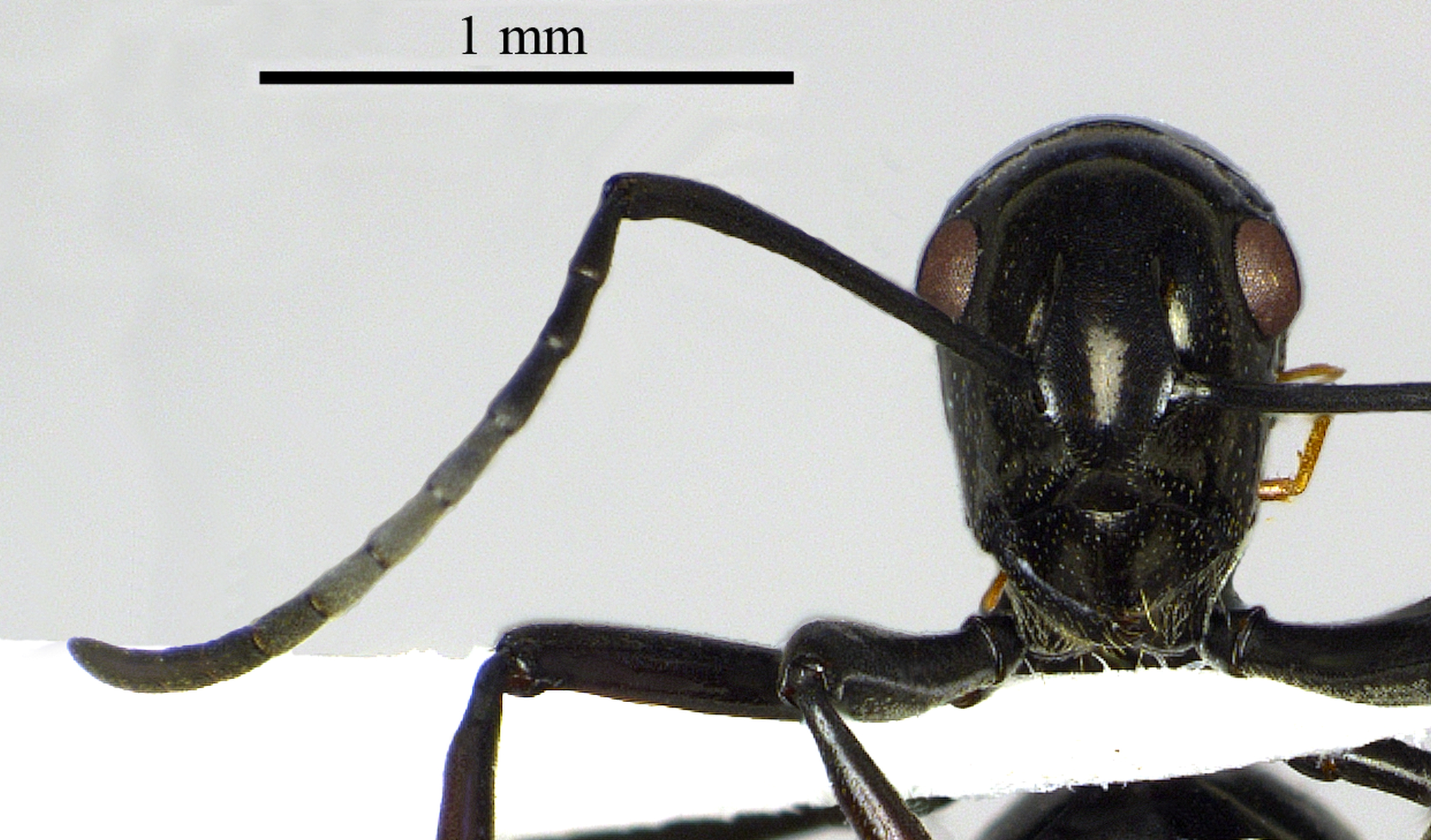 Polyrhachis boltoni frontal