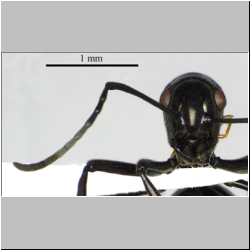 Polyrhachis boltoni  Crawley, 1915 lateral
frontal
