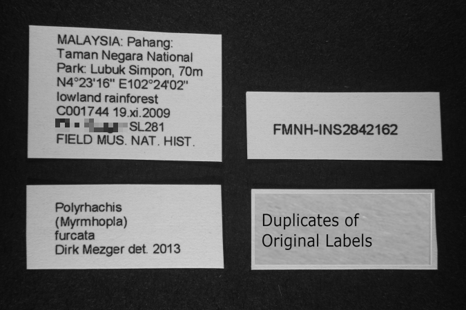 Polyrhachis furcata label