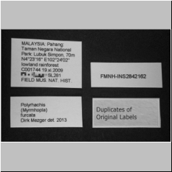Polyrhachis furcata  Smith 1858 lateral
label