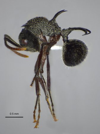 polyrhachis-furcata-lateral