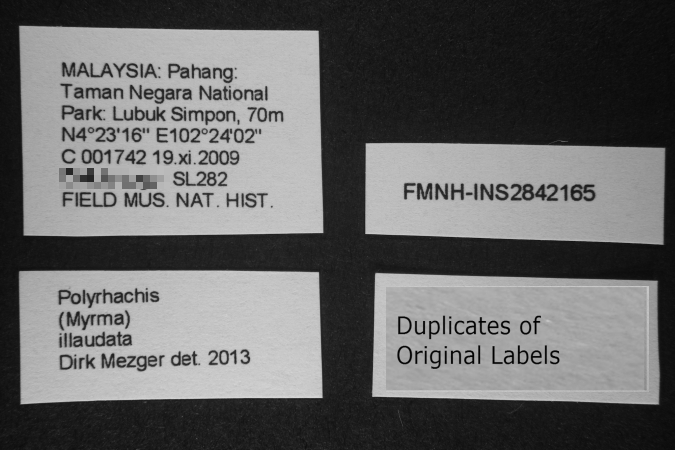 Polyrhachis illaudata label