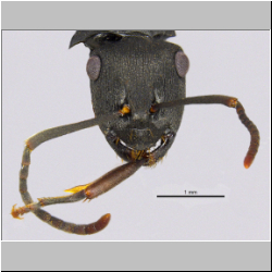 Polyrhachis inconspicua  Emery, 1887 lateral
frontal