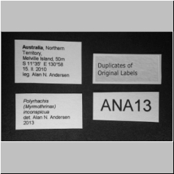 Polyrhachis inconspicua  Emery, 1887 lateral
label