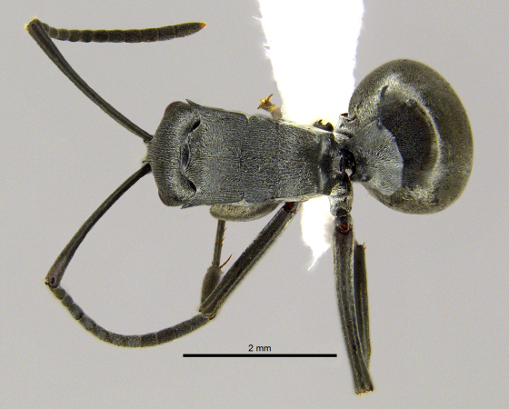 Polyrhachis inermis dorsal