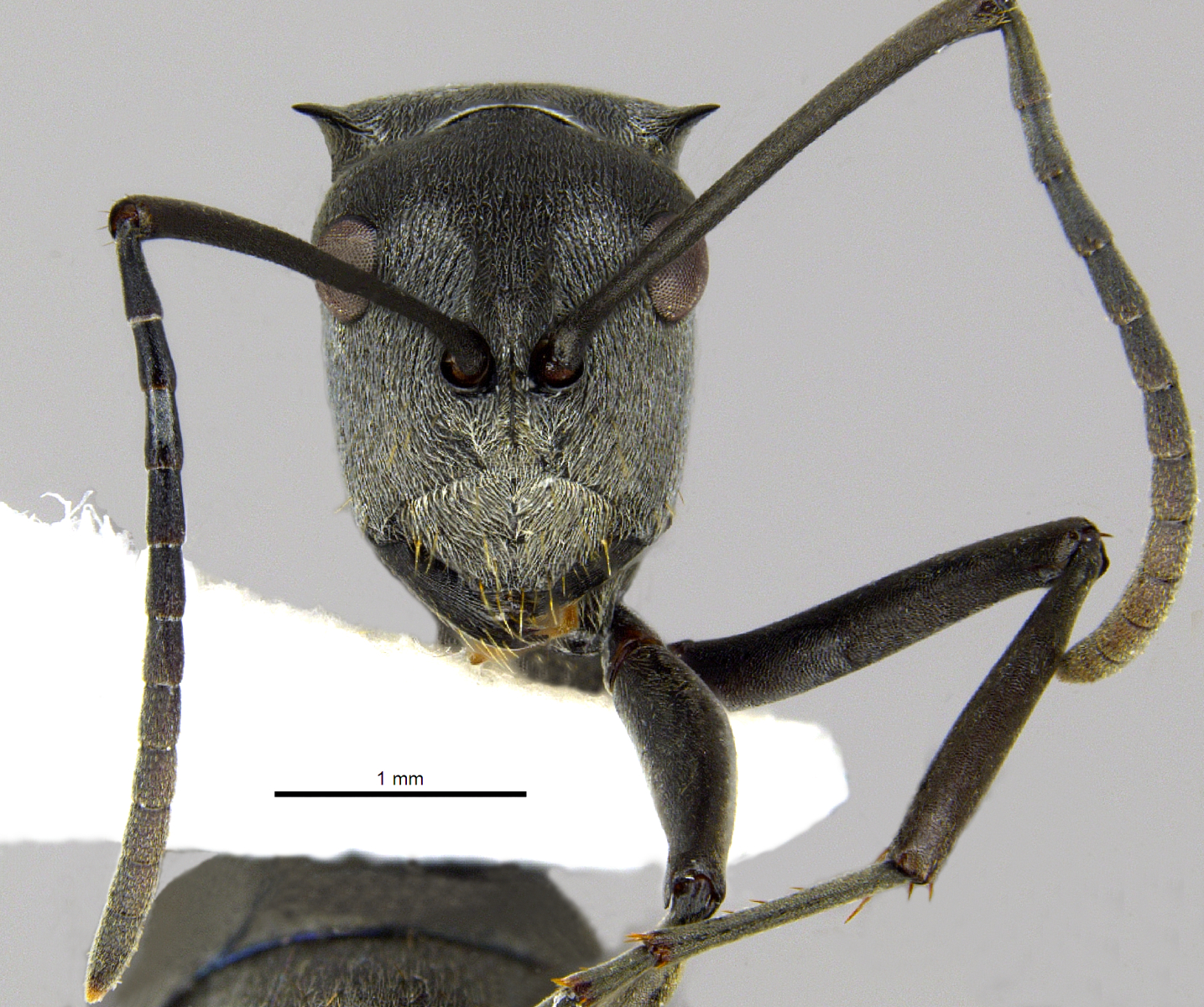 Polyrhachis inermis frontal