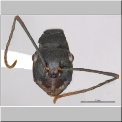 Polyrhachis macropus  Emery, 1887 lateral
frontal