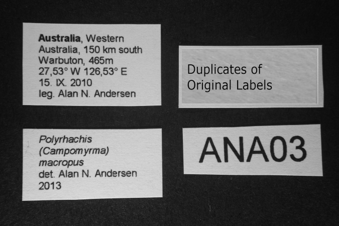 Polyrhachis macropus label