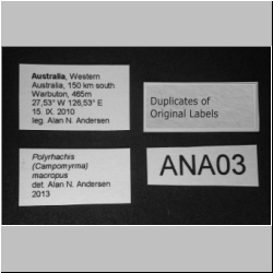 Polyrhachis macropus  Emery, 1887 lateral
label